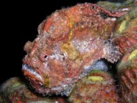 Longlure frogfish / Augenfleck Anglerfisch (<em>Antennarius multiocellatus</em> )