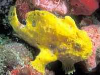 Longlure frogfish / Augenfleck Anglerfisch (<em>Antennarius multiocellatus</em> )