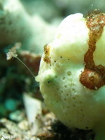 the Painted Frogfish (Antennarius pictus) moving its lure