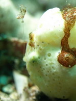 the Painted Frogfish (Antennarius pictus) moving its lure
