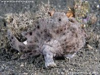 Painted frogfish (Antennarius pictus) - gray frogfish on gray ground 