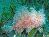 Striped or hairy frogfish (Antennarius striatus) - hairy variation between algae