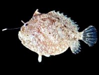 Antennatus analis - Antennarius analis Tail-Jet Frogfish - "Schwanz-Öffnung" Anglerfisch