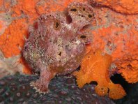 Antennatus bermudensis -  Antennarius bermudensis Island frogfish - Bermuda Anglerfisch - Antenario