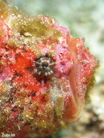 Antennatus coccineus - Antennarius coccineus (Freckled frogfish, Scarlet frogfish - Sommersprossen Anglerfisch)