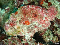 1 <em>Antennatus coccineus</em> - <em>Antennarius coccineus</em> (Freckled frogfish, Scarlet frogfish - Sommersprossen Anglerfisch)