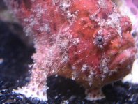 Freckled frogfish - Abantennarius drombus - Sommersprossen Anglerfisch