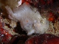 1 <em>Antennatus coccineus</em> - <em>Antennarius coccineus</em> (Freckled frogfish, Scarlet frogfish - Sommersprossen Anglerfisch)