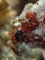 Antennatus dorehensis - Antennarius 
          dorehensis - New Guinea frogfish - Zwerg Anglerfisch (Neu Guinea Anglerfisch)