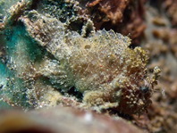 Antennatus nummifer - Antennarius 
        nummifer (Spotfin frogfish, coinbearing frogfish, whitefingered frogfish - Rückenfleck  Anglerfisch)