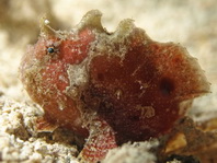 Antennatus dorehensis - Antennarius 
          dorehensis - New Guinea frogfish - Zwerg Anglerfisch (Neu Guinea Anglerfisch)