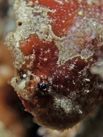 Antennatus dorehensis - Antennarius 
          dorehensis - New Guinea frogfish - Zwerg Anglerfisch (Neu Guinea Anglerfisch)