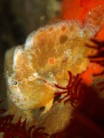 Antennatus dorehensis - Antennarius 
          dorehensis - New Guinea frogfish - Zwerg Anglerfisch (Neu Guinea Anglerfisch)