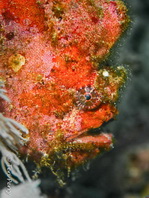 Antennatus dorehensis - Antennarius 
          dorehensis - New Guinea frogfish - Zwerg Anglerfisch (Neu Guinea Anglerfisch)