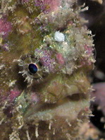 Antennatus nummifer - Antennarius 
        nummifer (Spotfin frogfish, coinbearing frogfish, whitefingered frogfish - Rückenfleck  Anglerfisch)