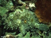 6 <em>Antennatus nummifer</em> - <em>Antennarius 
        nummifer</em> (Spotfin frogfish, coinbearing frogfish, whitefingered frogfish - Rückenfleck  Anglerfisch)