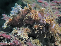 Antennatus nummifer - Antennarius 
        nummifer (Spotfin frogfish, coinbearing frogfish, whitefingered frogfish - Rückenfleck  Anglerfisch)