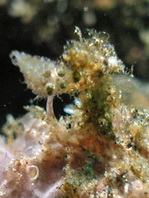 Antennatus nummifer - Antennarius 
        nummifer (Spotfin frogfish, coinbearing frogfish, whitefingered frogfish - Rückenfleck  Anglerfisch)