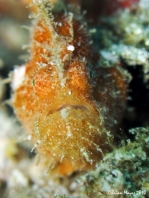 Antennatus nummifer - Antennarius  nummifer (Spotfin frogfish, coinbearing frogfish, whitefingered frogfish - Rückenfleck  Anglerfisch)