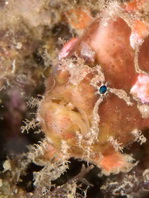 Antennatus nummifer - Antennarius 
        nummifer (Spotfin frogfish, coinbearing frogfish, whitefingered frogfish - Rückenfleck  Anglerfisch)