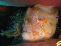 Antennatus nummifer - Antennarius 
        nummifer (Spotfin frogfish, coinbearing frogfish, whitefingered frogfish - Rückenfleck  Anglerfisch)