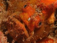 Antennatus nummifer - Antennarius  nummifer (Spotfin frogfish, coinbearing frogfish, whitefingered frogfish - Rückenfleck  Anglerfisch)