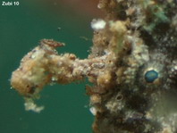 Antennatus 
                      rosaceus - Antennarius 
                      rosaceus (Rosy frogfish, Spiny-tufted Frogfish - Rosa Anglerfisch)