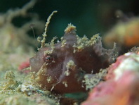 Rosy frogfish (Spiny-tufted Frogfish) - Antennatus rosaceus - Rosa Anglerfisch