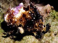Bandtail frogfish - <em>Antennatus strigatus</em> - Gebänderter Schwanz Anglerfisch