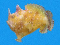 Bandtail frogfish - <em>Antennatus strigatus</em> - Gebänderter Schwanz Anglerfisch