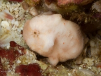 Tuberculated Frogfish - <em>Antennatus tuberosus</em> - "Tuberkel" Anglerfisch