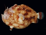 Tuberculated Frogfish - <em>Antennatus tuberosus</em> - "Tuberkel" Anglerfisch