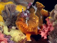 Prickly Frogfish , Thick-spined anglerfish - <em>Echinophryne crassispina</em> - "Stachliger" Anglerfisch
