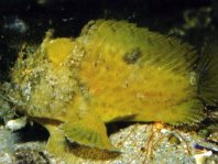 Mitchell's Frogfish - <em>Echinophryne mitchelli</em> - Mitchell's Anglerfisch