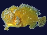 Reynolds' Frogfish - <em>Echinophryne reynoldsi</em> - Reynold's Anglerfisch