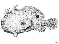 Fowlerichthys avalonis - Antennarius avalonis (Roughbar frogfish - Avalonis Anglerfisch)  Copyright Mike Miller: roughjaw frogfish - Avalonis Anglerfisch (<em>Antennarius avalonis</em>)