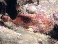 Fowlerichthys avalonis - Antennarius avalonis (Roughbar frogfish - Avalonis Anglerfisch)  Copyright Mike Miller: roughjaw frogfish - Avalonis Anglerfisch (<em>Antennarius avalonis</em>)