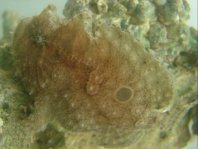 Fowlerichthys radiosus - Antennarius radiosus (Big-Eyed frogfish - Grossaugen Anglerfisch)
