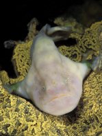 Bougainville's Frogfish, Smooth Angler - <em>Histiophryne bougainvilli</em> - Bougainville's Anglerfisch