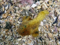 Bougainville's Frogfish, Smooth Angler - <em>Histiophryne bougainvilli</em> - Bougainville's Anglerfisch