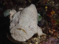 Histiophryne cryptacanthus (Cryptic Frogfish, Rodless frogfish - Verborgener Anglerfisch)