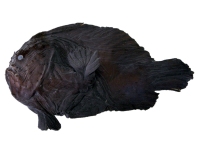 Histiophryne maggiewalker (Maggiewalker Frogfish - Maggiewalker Anglerfisch)