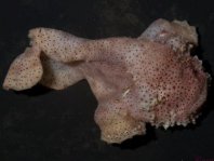 Ambon frogfish - Histiophryne sp (?) - Ambon Anglerfisch