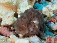 Ambon frogfish - Histiophryne sp (?) - Ambon Anglerfisch