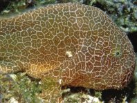 Histiophryne sp1 (honeycomb frogfish  - Wabenmuster Anglerfisch)