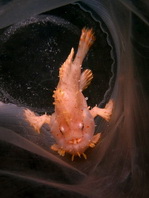 Sargasso frogfish - <em>Histrio histrio</em> - Sargassum Anglerfisch