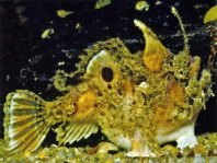 Rough Frogfish - Kuiterichthys furcipilis - Rauer Anglerfisch