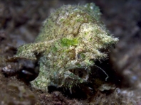 Lophiocharon lithinostomus (Marble-Mouthed Frogfish - Marmor-Maul Anglerfisch)