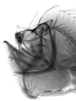 X-ray of the jaw of the Marble-mouth frogfish - Lophiocharon lithinostomus 
