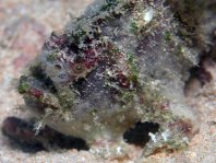 Marble-mouth frogfish - <em>Lophiocharon lithinostomus</em> - Marmor-Maul Anglerfisch